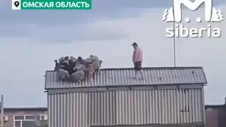 В Омской области овцы залезли на крышу сеновала и не смогли спуститься