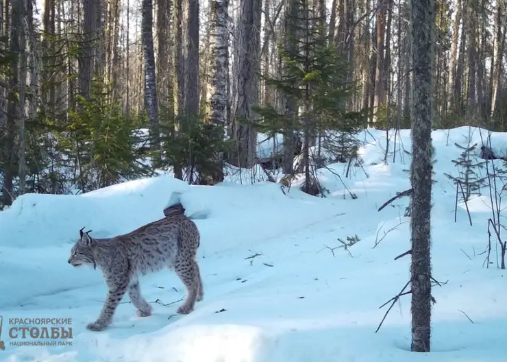 В фотоловушки «Красноярских Столбов» попали рыси