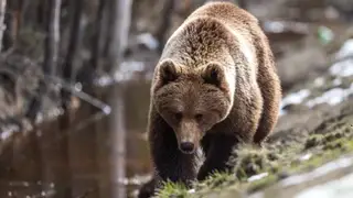 Медведей заметили в красноярской «Гремячей гриве» и «Бобровом логу» Медведей заметили в красноярской «Гремячей гриве» и «Бобровом логу»