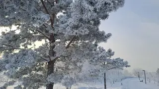 До -30 прогнозируют синоптики в Красноярске 23 января