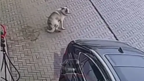 «Этого ишака я найду»: житель края в ярости из-за звонков после наезда на собаку в Овсянке. Машину он продал месяц назад