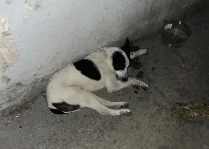 Пес с переломами, хозяин - под следствием: в Ачинске возбудили уголовку после того, как мужчина выбросил щенка из окна