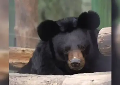 «Гигантская Чебурашка»: в Новосибирске медведь с забавными ушами готов к спячке