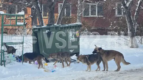 Стая бродячих собак в центре Кемерова держит в страхе местных жителей