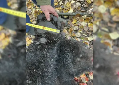 982 бурых медведя добыто в Красноярском крае