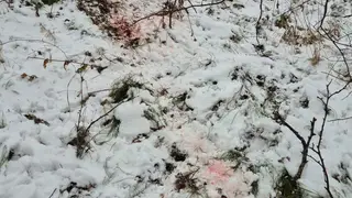 В Красноярском крае браконьер нанес ущерб на 80 тысяч рублей, убив двух косуль