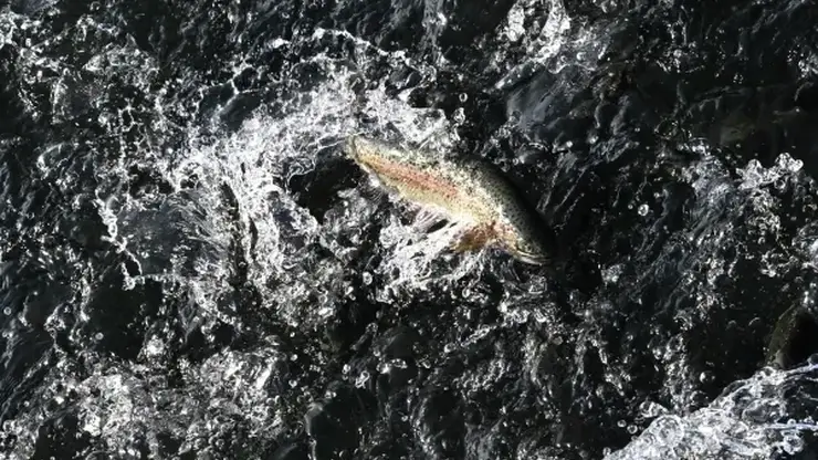 Прокуратура проверит гибель рыбы в реке Раздольная в Приморье