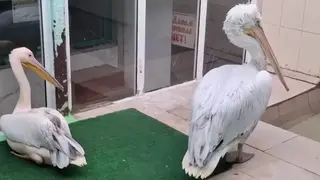 Обитатели омского зоопарка переехали в зимние вольеры Обитатели омского зоопарка переехали в зимние вольеры