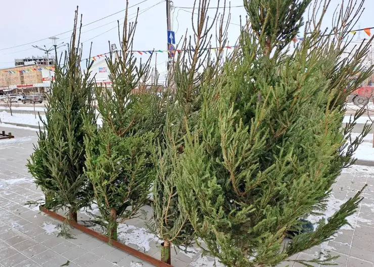 В Красноярске заработал первый ёлочный базар. Сколько просят за новогоднюю красавицу?