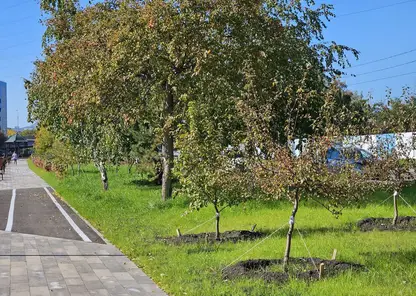 В Новокузнецке начинается массовая вырубка деревьев