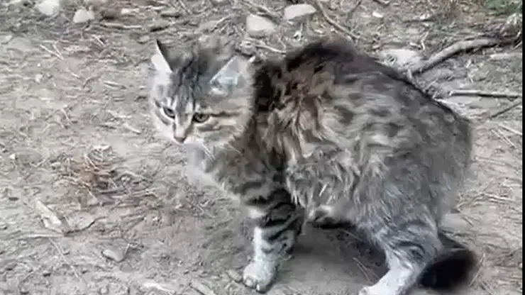 Мэр Чунского района спас кота с дерева: второе спасение животного за год