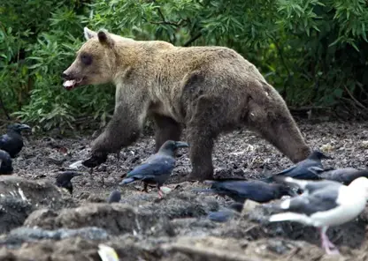 Медведь напал на группу людей на Сахалине: погибли двое (видео)