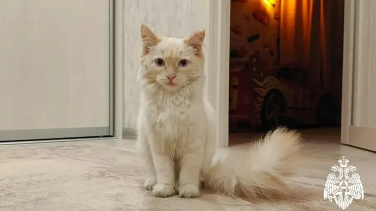 Сотрудники МЧС в Кузбассе спасли от гибели кота, которого в мороз оставили на улице