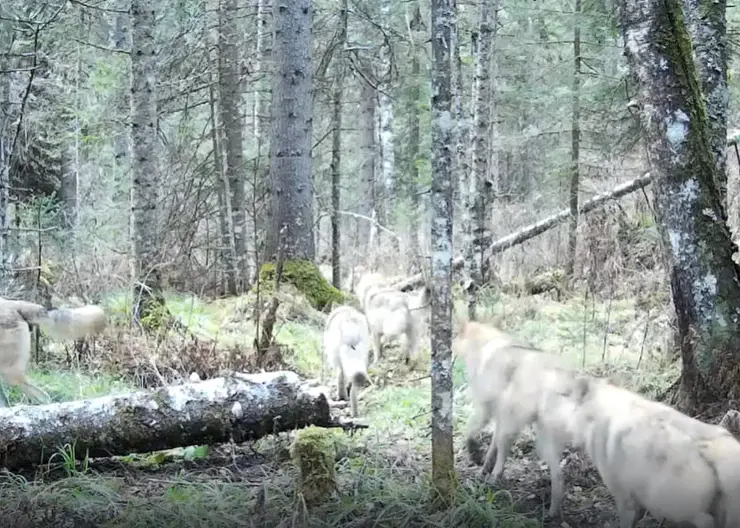 Самая крупная стая волков попала в фотоловушку на юге Красноярского края (видео)