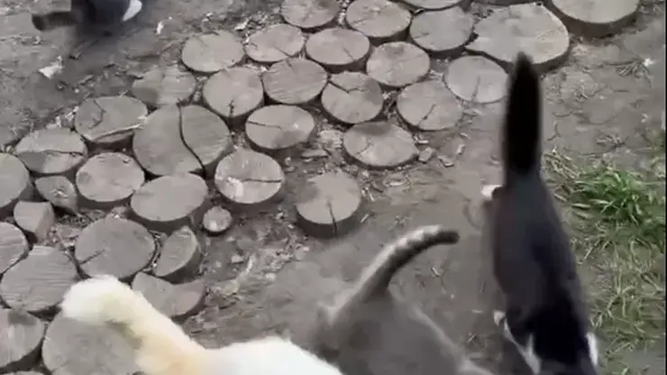 Красноярский военный показал срочный сбор пушистого личного состава