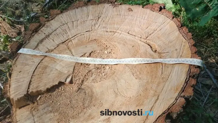 Стройки не будет. Мэрия не нашла следов строительства на месте вырубленных деревьев в Покровке