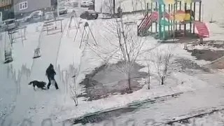 В Красноярске бездомная собака напугала ребенка во дворе на Свердловской В Красноярске бездомная собака напугала ребенка во дворе на Свердловской