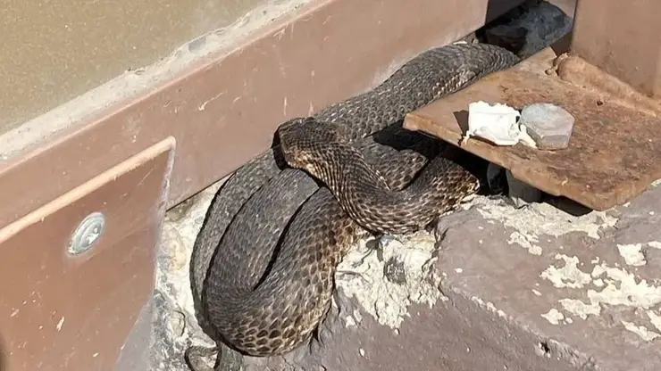 Жители Красноярска встретили змею у подъезда на Карамзина, службы не спешат на вызов