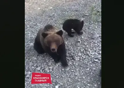 В Северо-Енисейском районе к трассе вышли медведица и медвежата