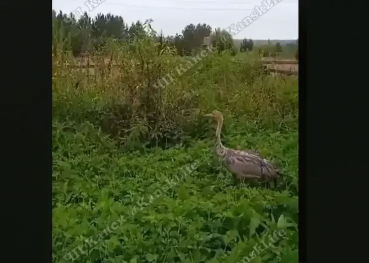 По посёлку Ирбейского района гуляет журавль