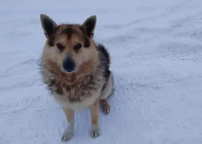 В Томской области ребенок получит компенсацию за укус бродячей собаки