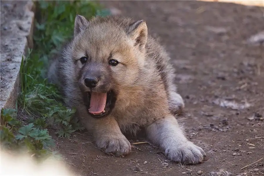 Фото: «Роев ручей»