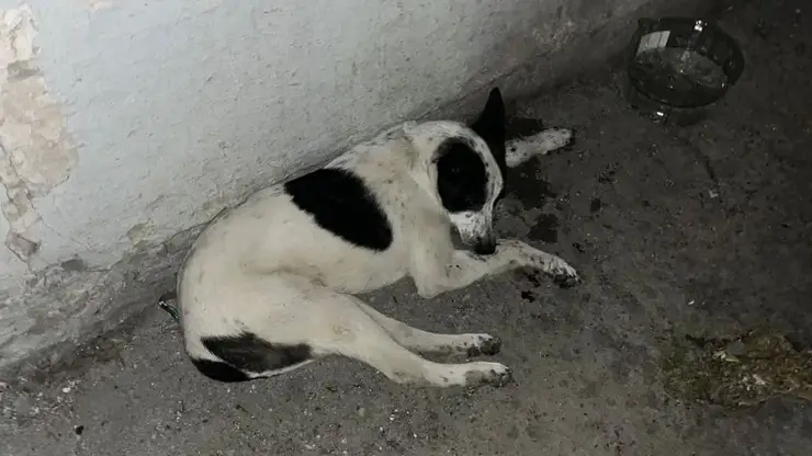 Пес с переломами, хозяин - под следствием: в Ачинске возбудили уголовку после того, как мужчина выбросил щенка из окна