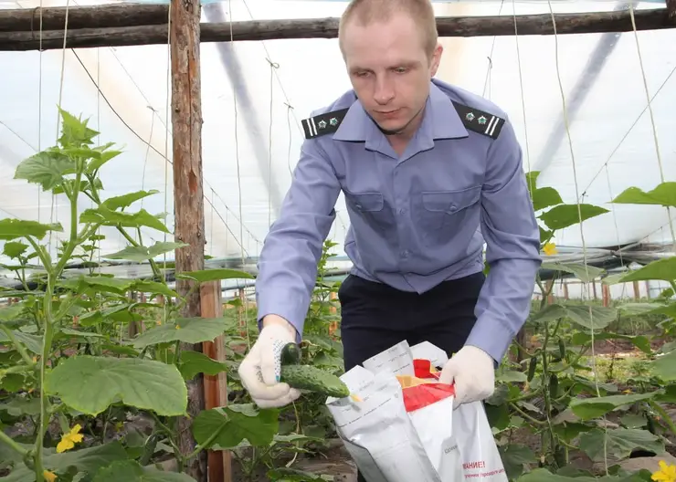 В красноярских кабачках и огурцах обнаружено превышение вредных веществ