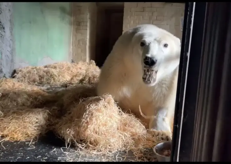 У белого медведя Диксона улучшается психосоматическое состояние