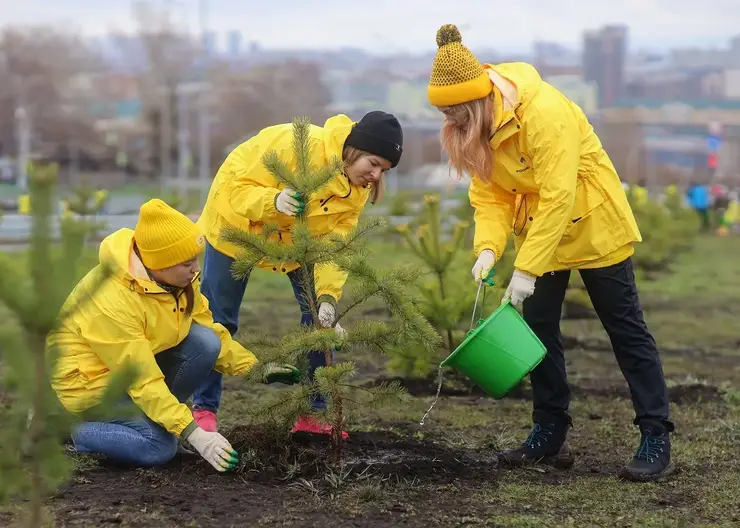 Нефтяники подарили Красноярску новую сосновую аллею