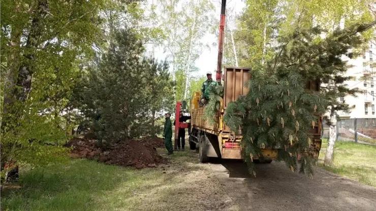 Коммунальщики пересаживают деревья из зоны строительства метро в Красноярске