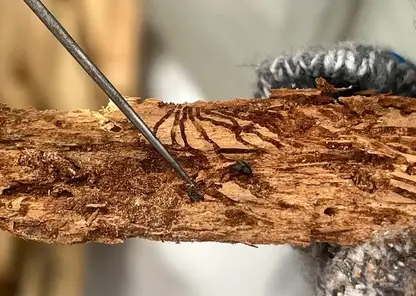 В Тюхтетском лесничестве установили карантин из-за опасного вредителя