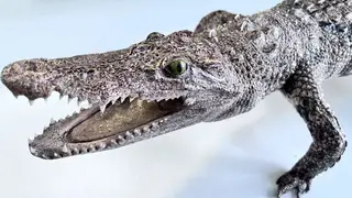 Туристка из Въетнама пыталась провезти в Красноярск метровое чучело крокодила