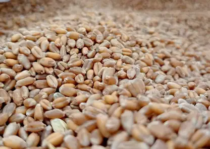 Алтайский край отправил в Китай 80 тысяч тонн зерна и масла в начале уборочной кампании