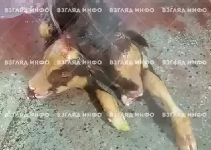 В Курагино корову, выносившую двуглавого теленка, отправили на убой