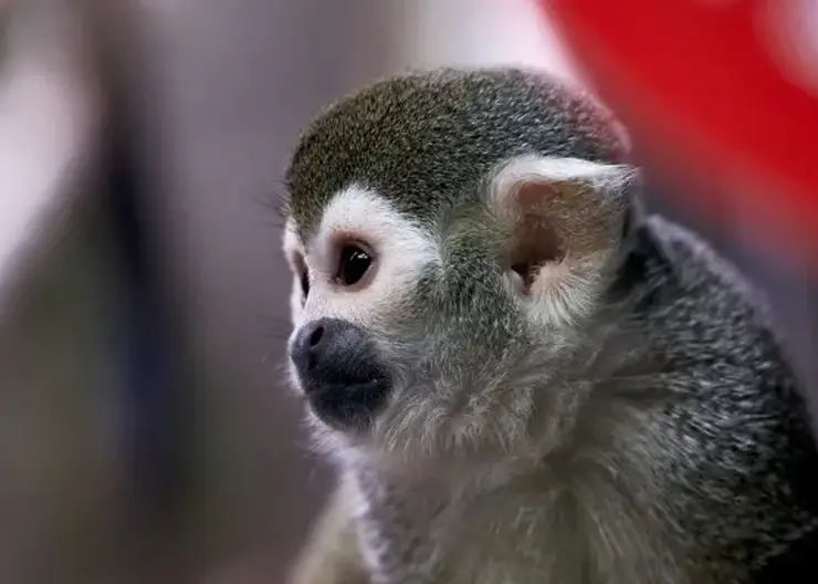 Первый случай заражения человека вирусом обезьяньего герпеса зафиксировали в Гонконге