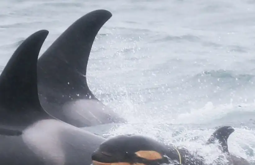 Фото: Дальневосточный проект по косаткам FEROP / Татьяна Ивкович