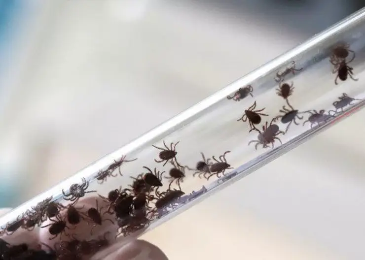 208 жителей Красноярского края за неделю пострадали от укусов клещей