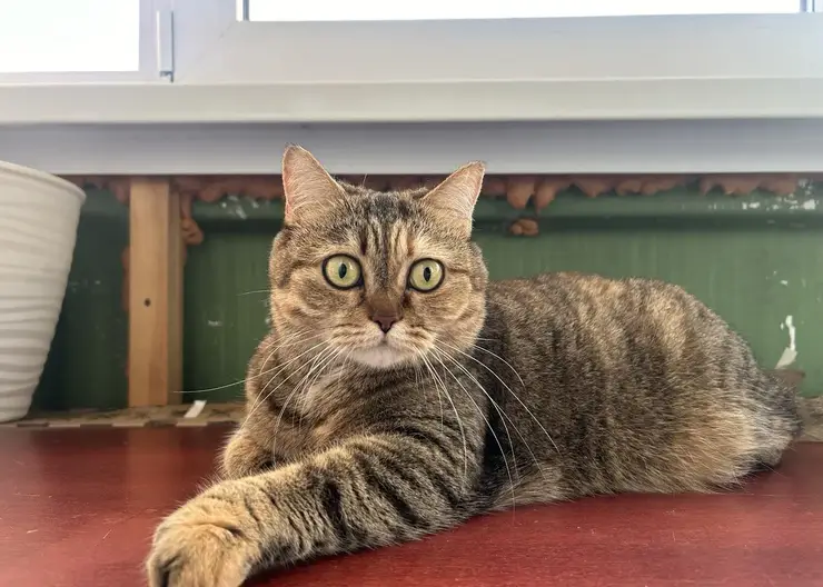 Трёхцветные кошки — почти всегда девочки, а рыжие коты — мальчики. Учёные рассказали интересные факты о котах и кошатниках