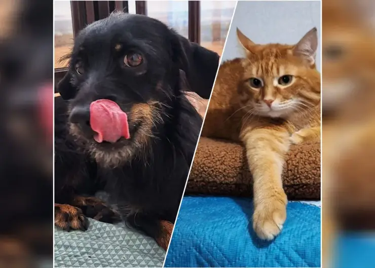 Закон о запрете кормления животных возле домов раскритиковали в Красноярске