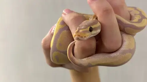 В Красноярске из квартиры в Белых Росах сбежал питон