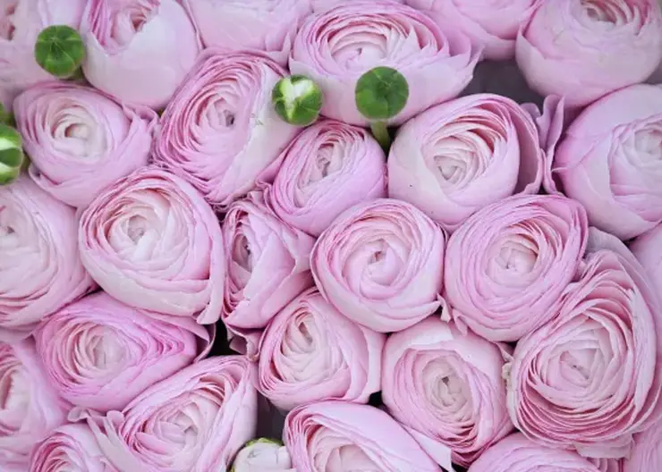 Красноярск вошел в десятку лидеров рейтинга миллионников по стоимости букета к 8 Марта