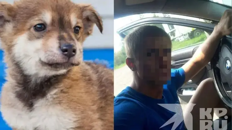 В городе орудует живодёр! Волонтеры из Красноярска провели расследование и нашли ужасающие подробности: «перемотанные скотчем мордочки щенков, замученный котёнок и потерявшаяся собака»
