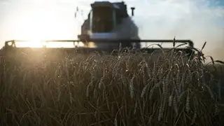 Режим ЧС будет объявлен на всей территории Омской области из-за опасности для урожая Режим ЧС будет объявлен на всей территории Омской области из-за опасности для урожая