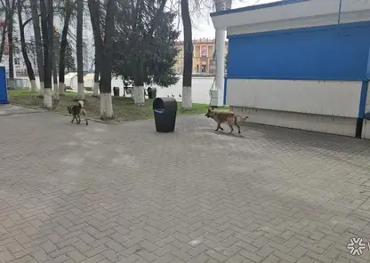 Бродячих собак заметили на площади Советов в Кемерове