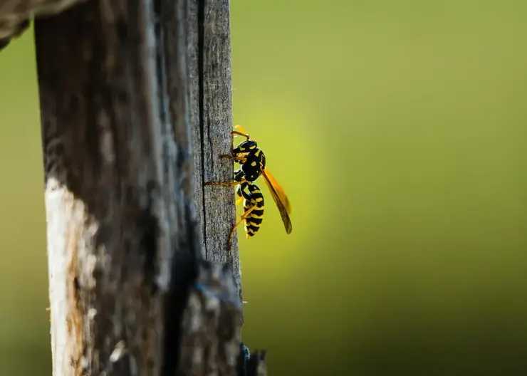 Россиянам рассказали, что делать при обнаружении в доме осиного гнезда