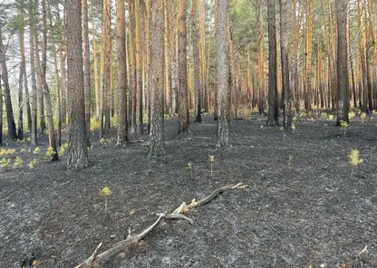 Фермер стал виновником первого в этом году лесного пожара в Красноярском крае