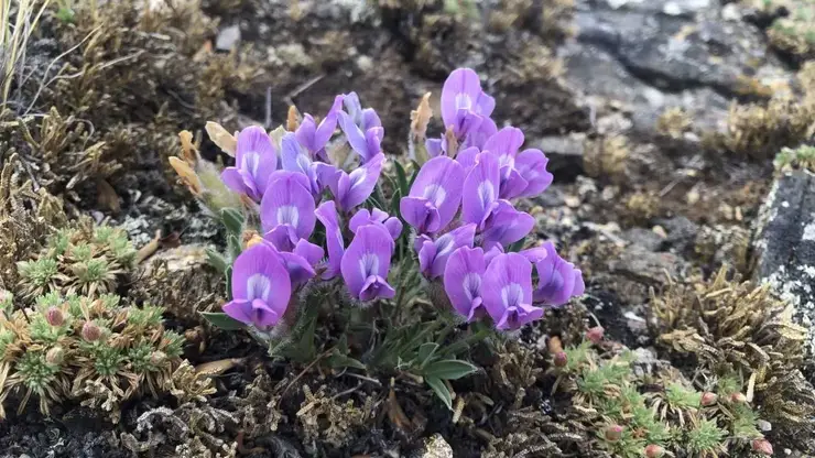 Ученые разработали цифровую базу для охраны флоры Байкала