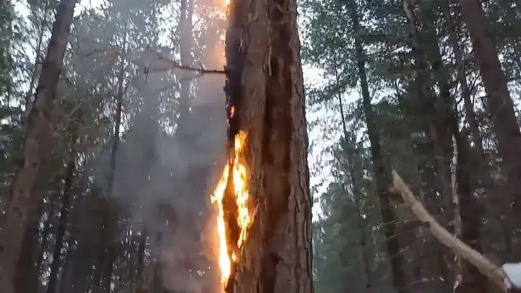 Эколог выявил поджог леса в Красноярском крае