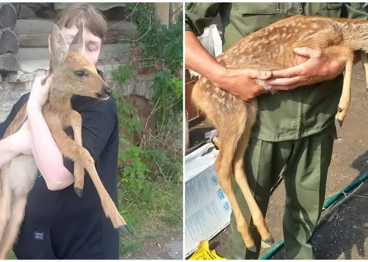 Доброжелательные ачинцы спасли детеныша косули